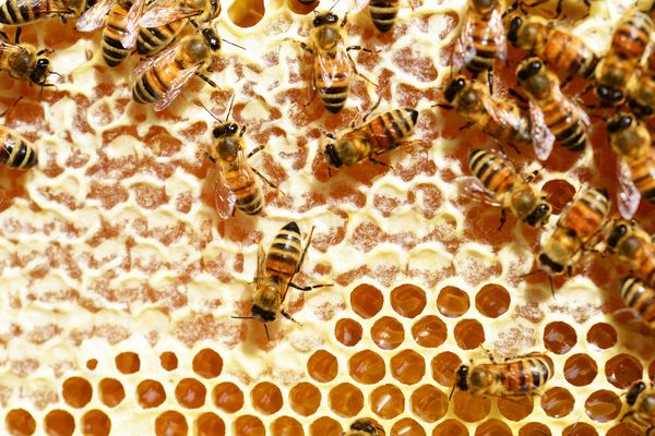Noticia - Los 10 beneficios y propiedades que tiene la miel pura de abeja